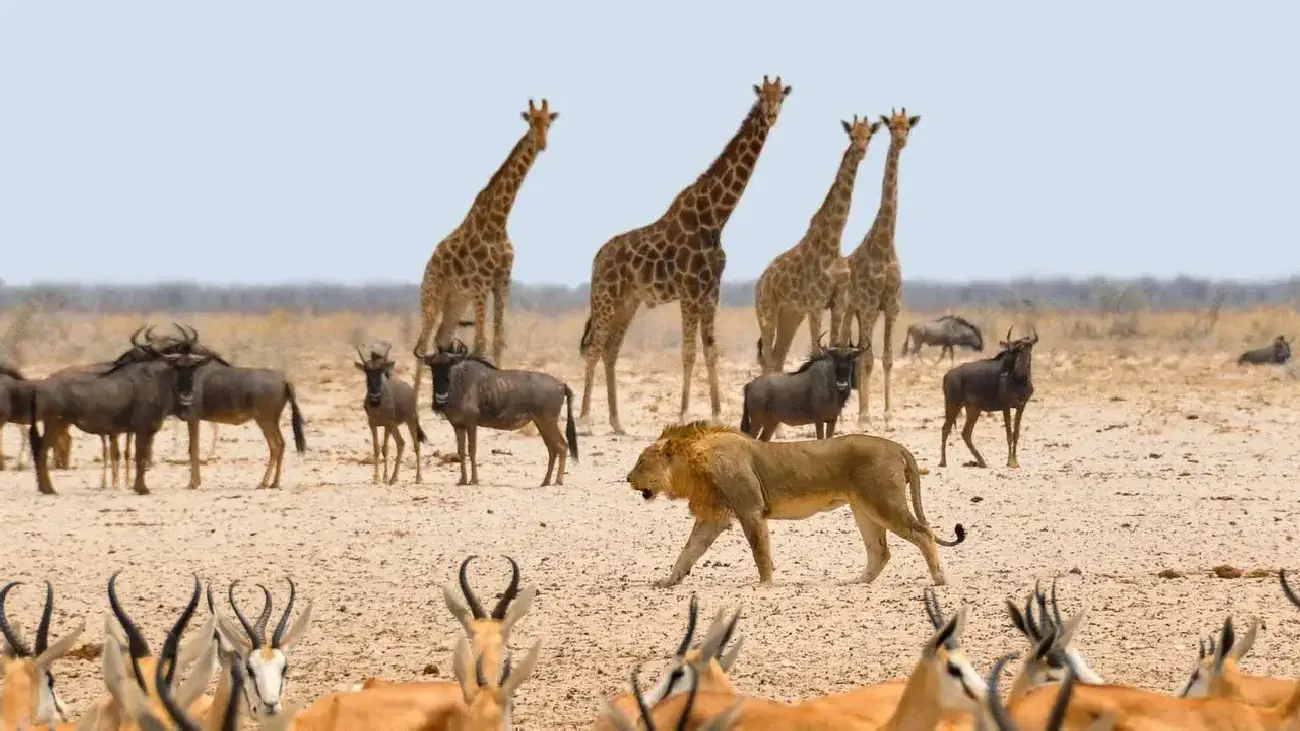 Giraffes and other plains game with a lion in the foreground in Etosha National Park