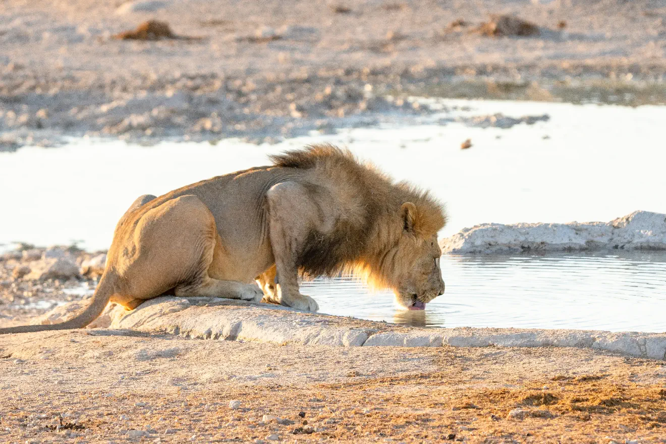 A thirsty male lion quenching his thirst at a waterhole in Etosha