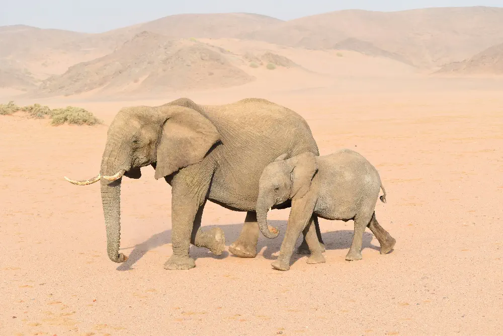 mother and calf elephant