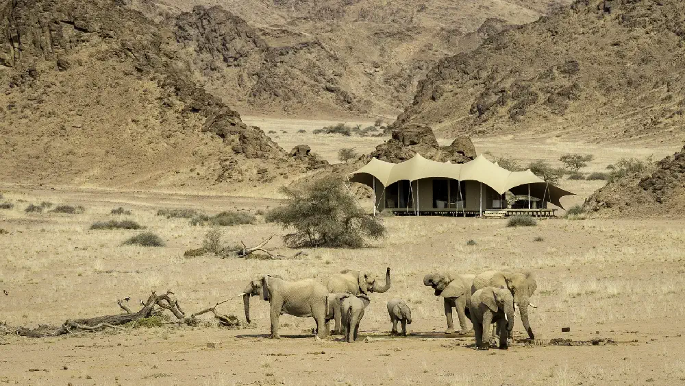 Desert Elephants occasionally walk right past lodges