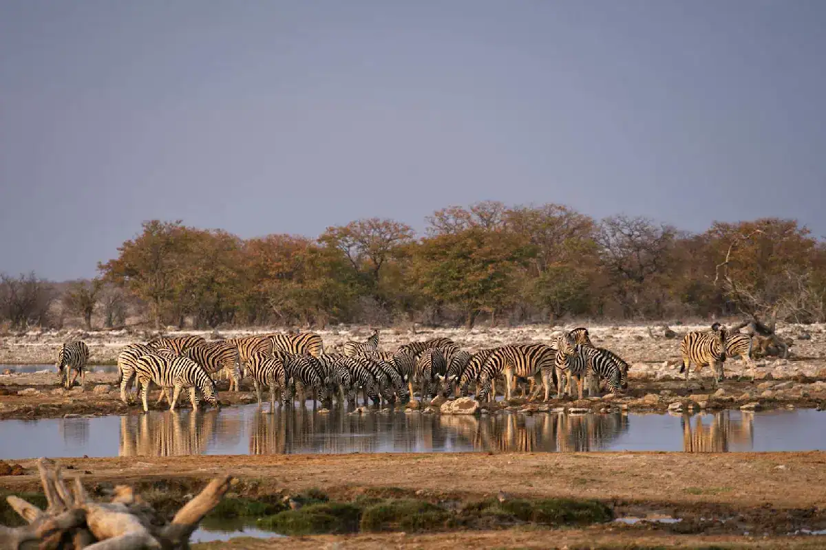 Zebras drinking at Okaukuejo waterhole in Etosha