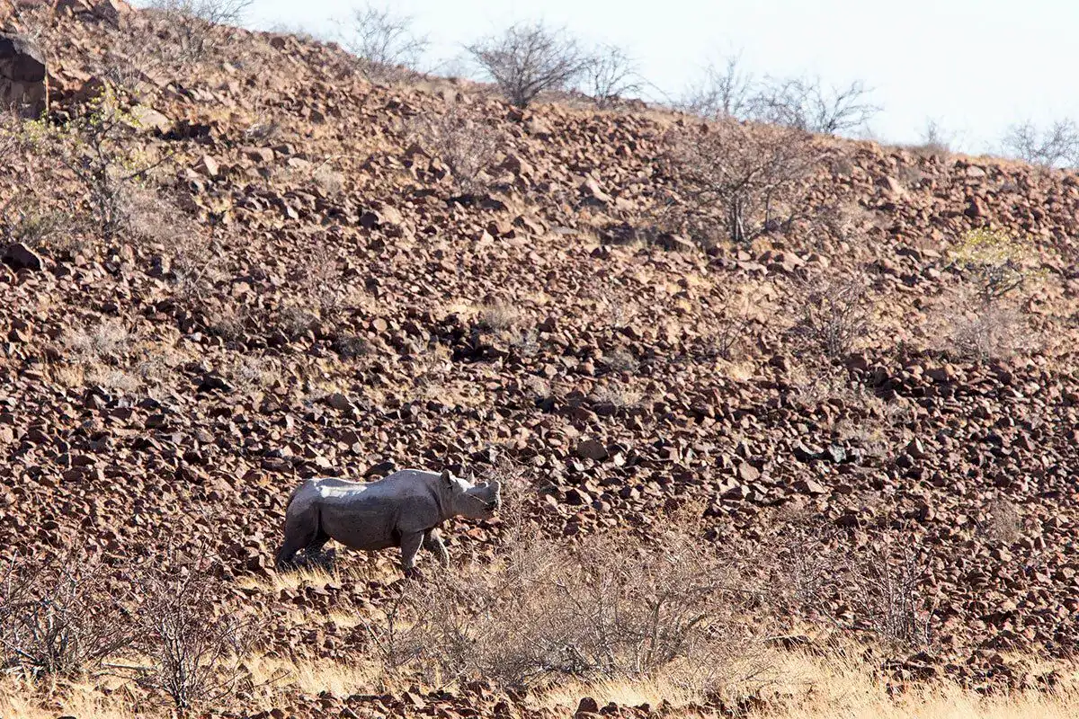 Black rhino walking across a rocky, sparsely vegetated hillside in the Palmwag concession, Namibia