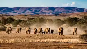 The famous desert elephants of Damaraland in Namibia