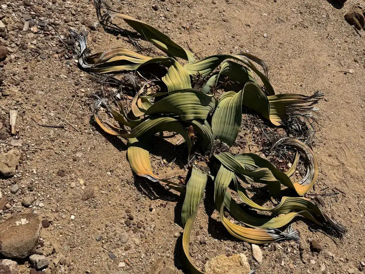 Welwitschia mirabilis plant at the Petrified Forest near Khorixas— the Namibian Romeo and Juliet