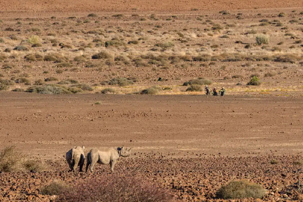 Rhino tracking in Damaraland — trackers following black rhino on foot in the Palmwag Concession