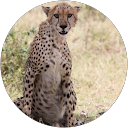 Cheeta R profile picture