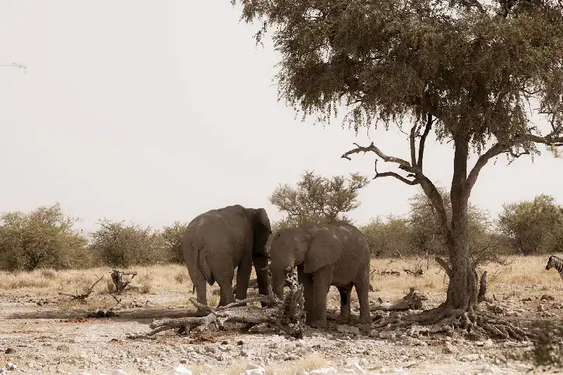Two elephants sheltering under a tree for shade in Etosha National Park, Namibia