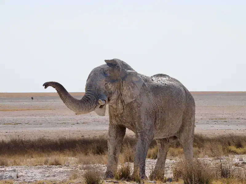 Elephant coated in pale calcrete dust at a waterhole in Etosha National Park